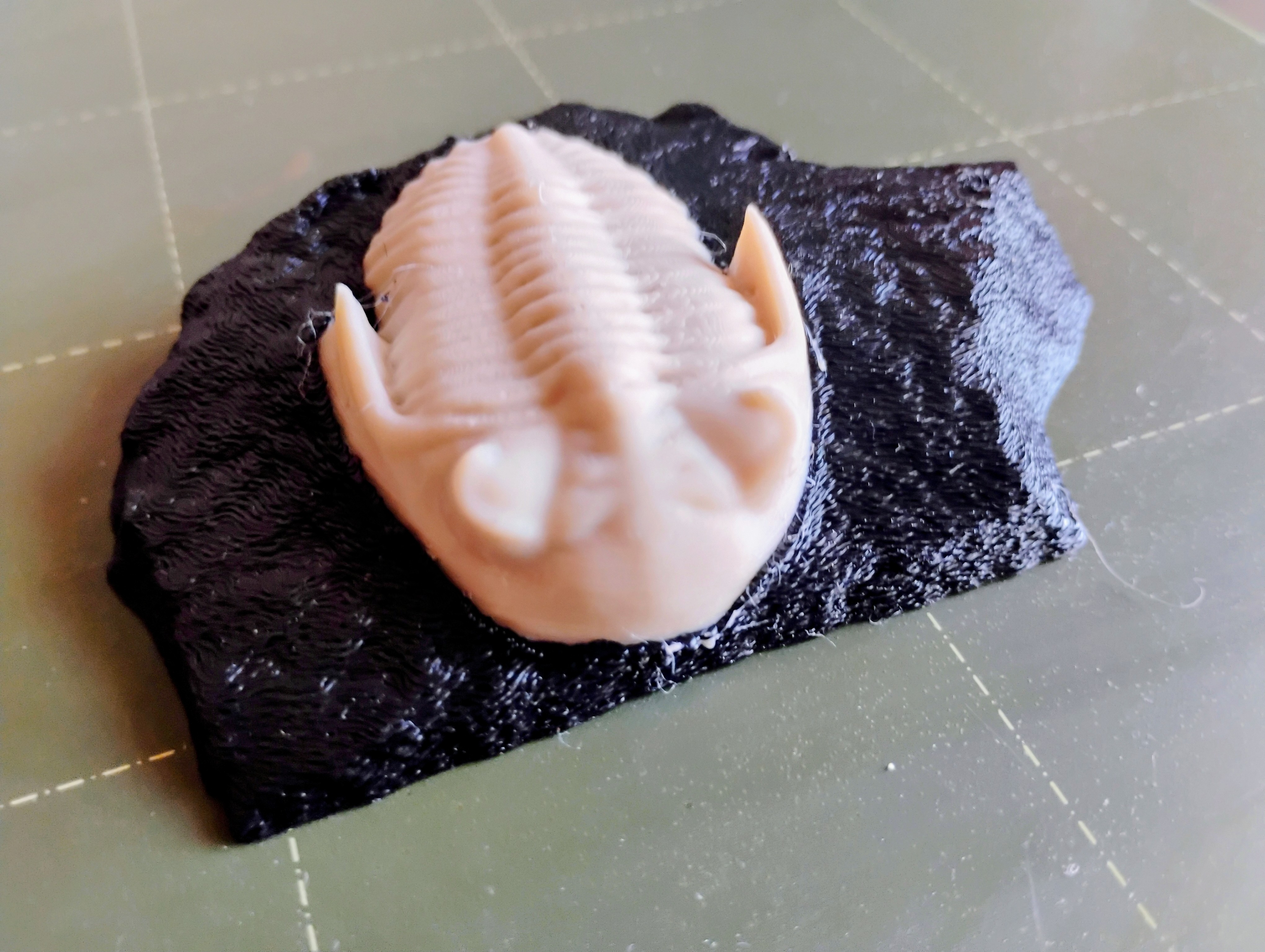 decorative fossil